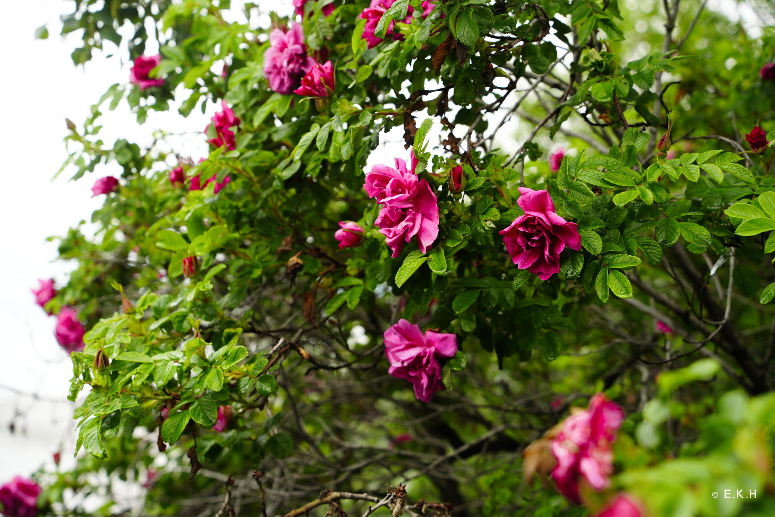 20230710-Alaskan Roses copy